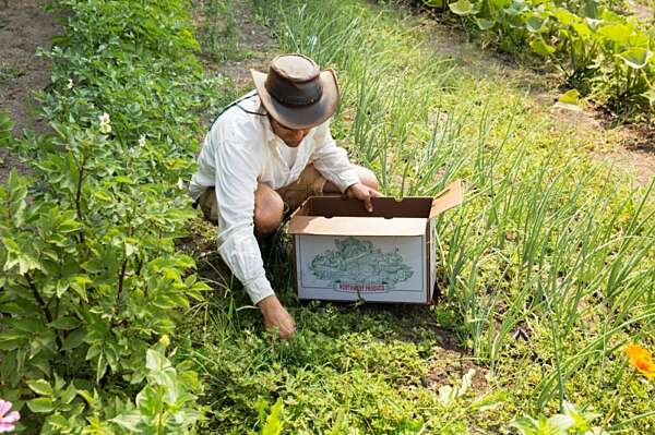 A farmer in a brimmed hat kneeling down to pick green produce and place in a farm box he is holding