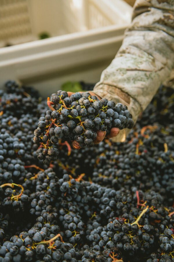 Up close of grape cluster in worker hands