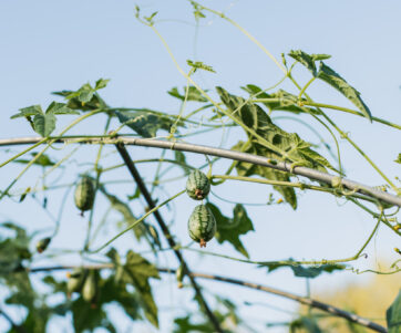 Closeup of melons on vines