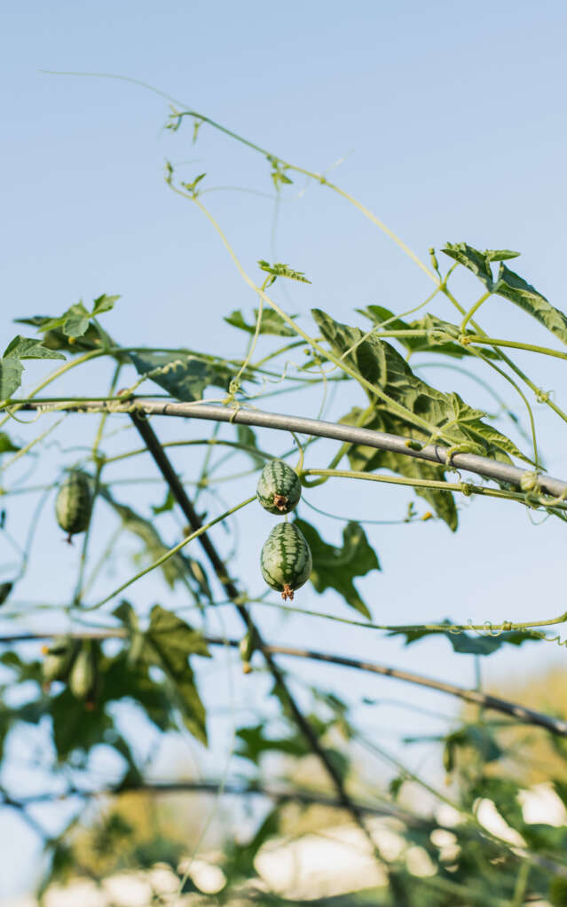 Closeup of melons on vines