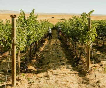 Looking down a vineyard row, with golden wheat fields in the background and a worker in the distance picking grapes