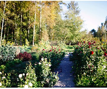 Looking down gravel path in the farm with flowers blooming on each side