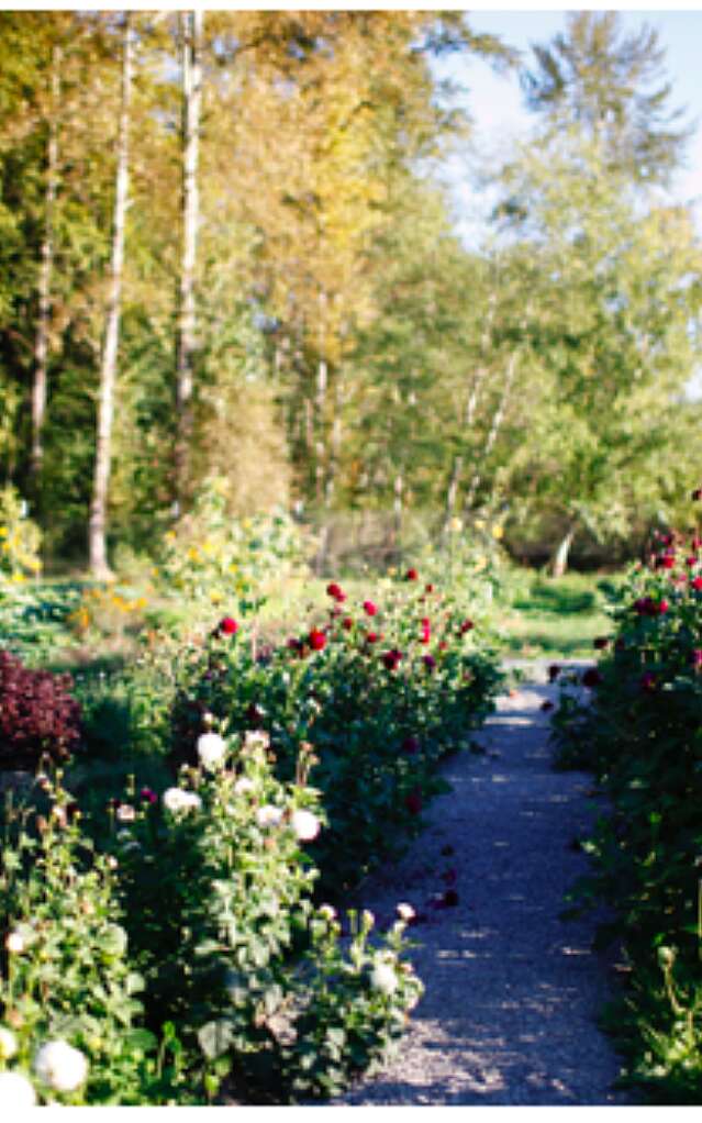 Looking down gravel path in the farm with flowers blooming on each side